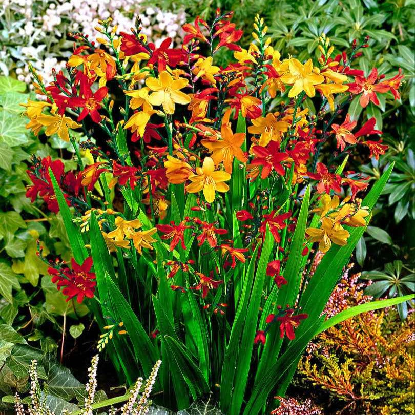30 Crocosmias en mélange - Crocosmia - Bakker