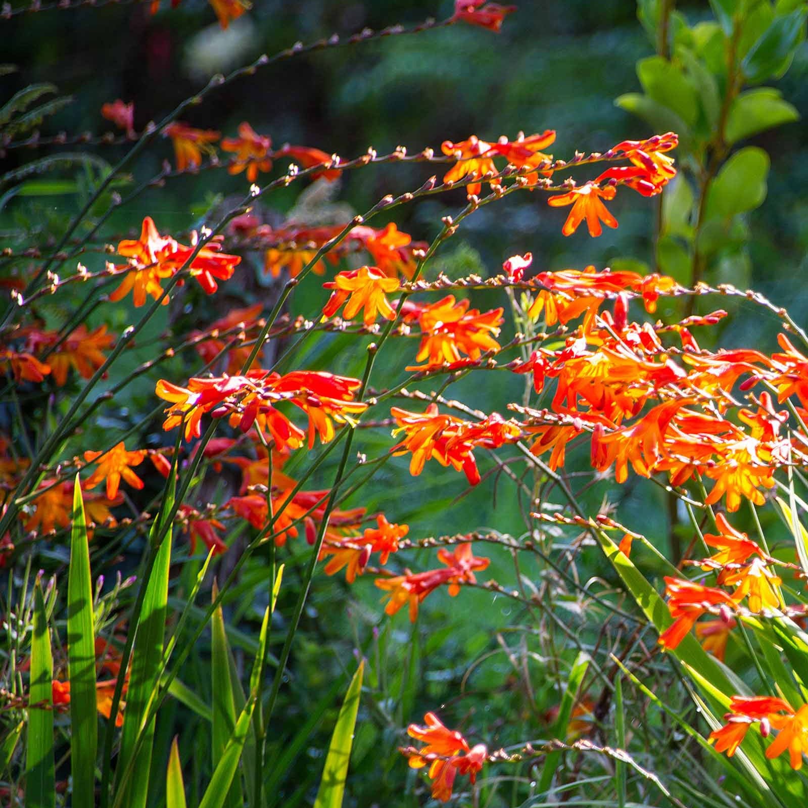 Crocosmia - 30 Crocosmias en mélange - Mélange de bulbes