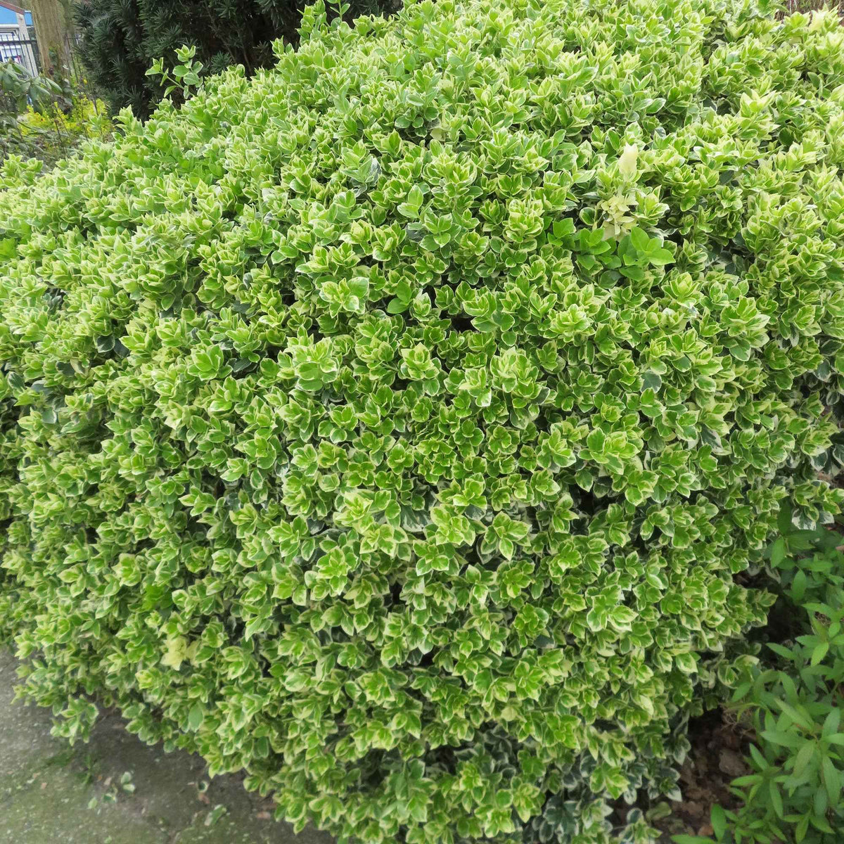 Fusain persistant Emerald Gaiety - Euonymus fortunei emerald gaiety - Bakker