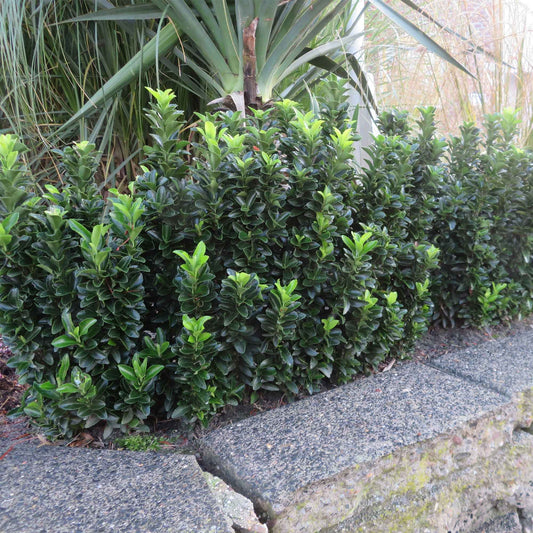 Fusain du Japon 'Green Spire' - Bakker