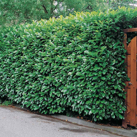 Laurier cerise - Bakker