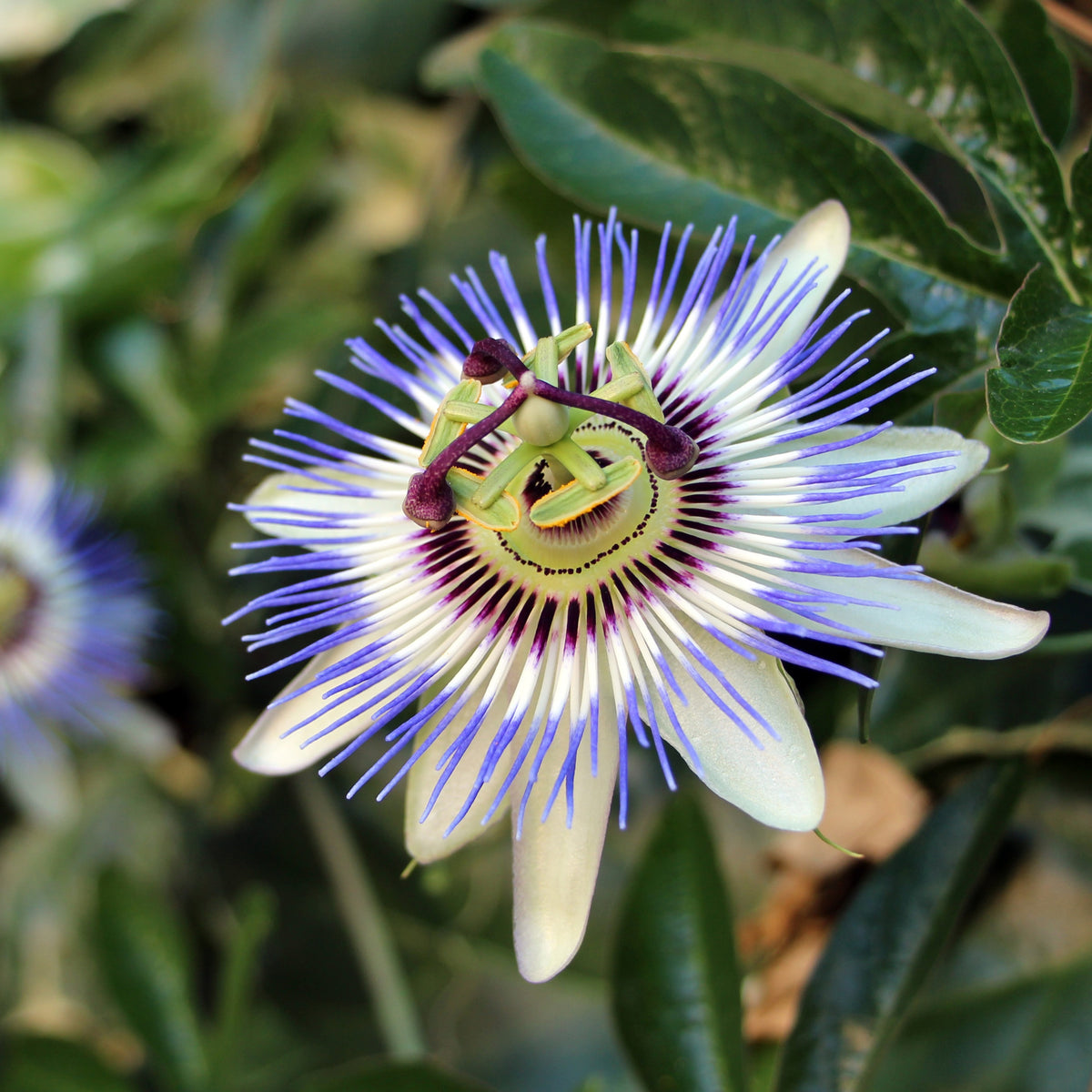 Passiflore - Passiflore bleue - Passiflora caerulea