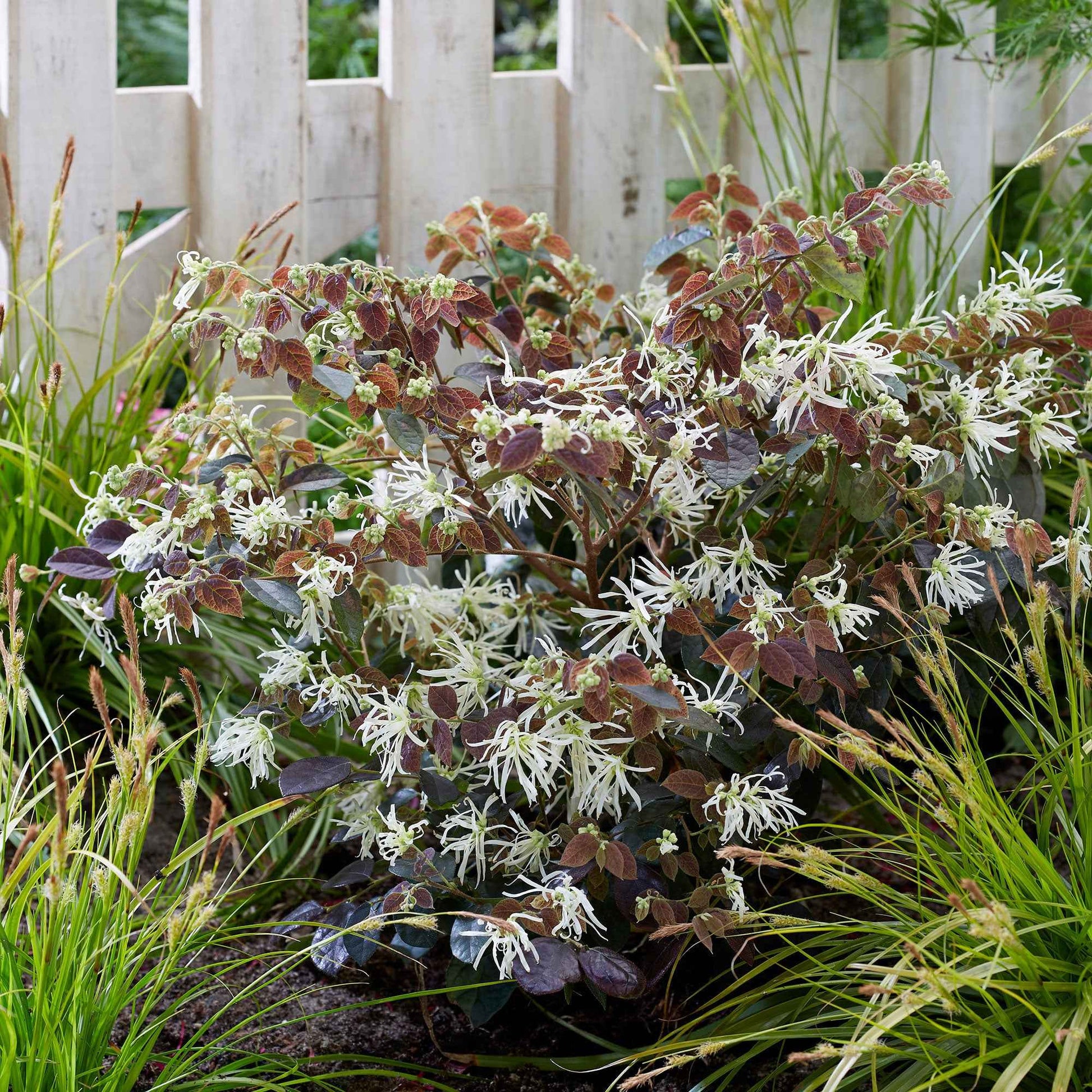 Loropétale de Chine Loropetalum 'Ruby Snow' blanc - Bakker