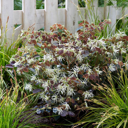 Loropétale de Chine Loropetalum 'Ruby Snow' blanc - Bakker