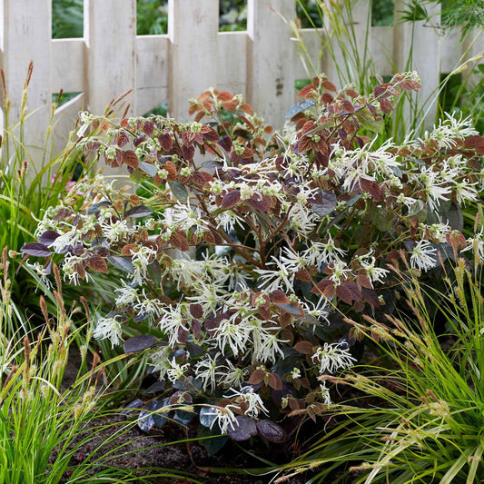 Loropétale de Chine Loropetalum 'Ruby Snow' blanc - Arbustes