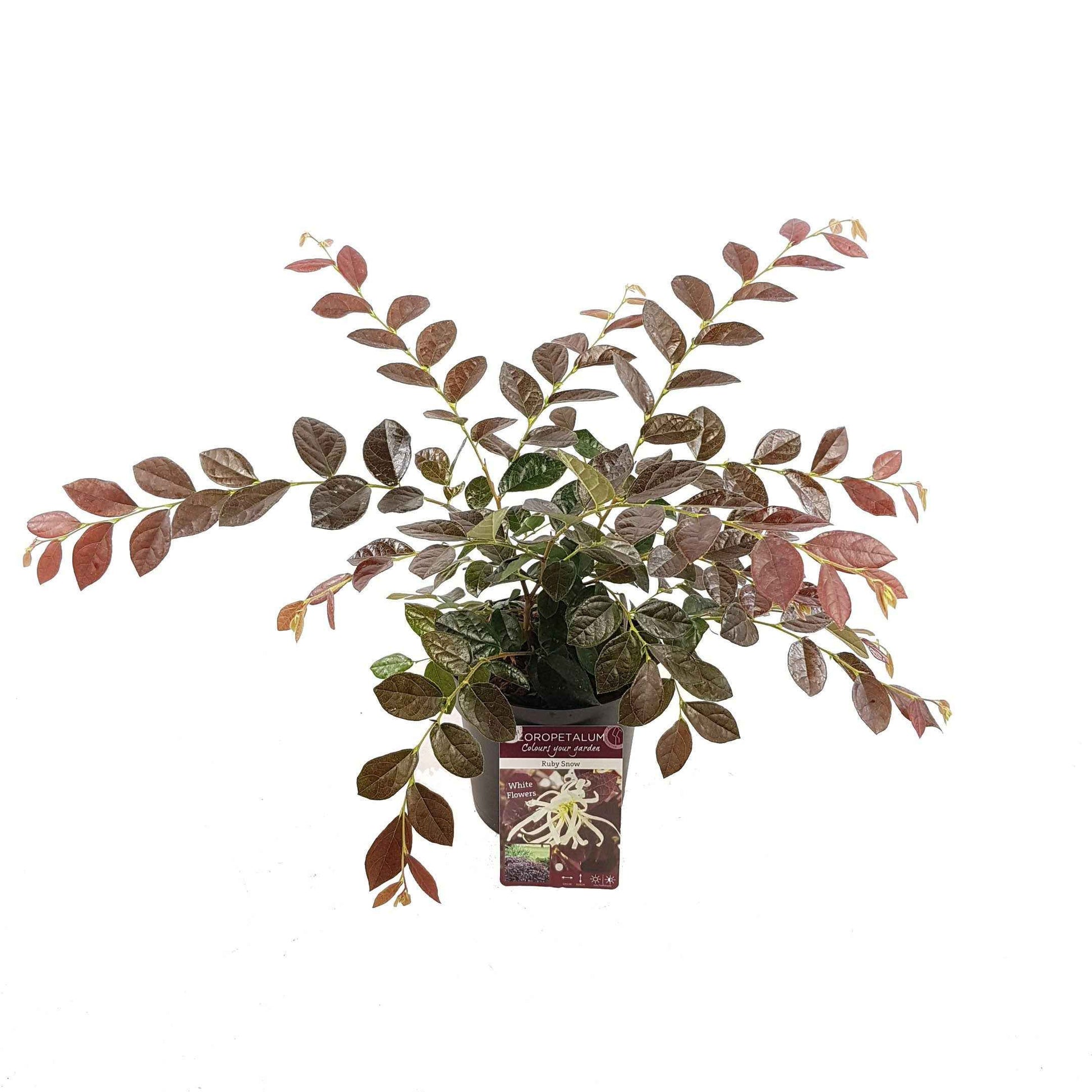 Loropetalum chinense Iwai' Ruby Snow - Loropétale de Chine Loropetalum 'Ruby Snow' blanc - Arbustes fleuris