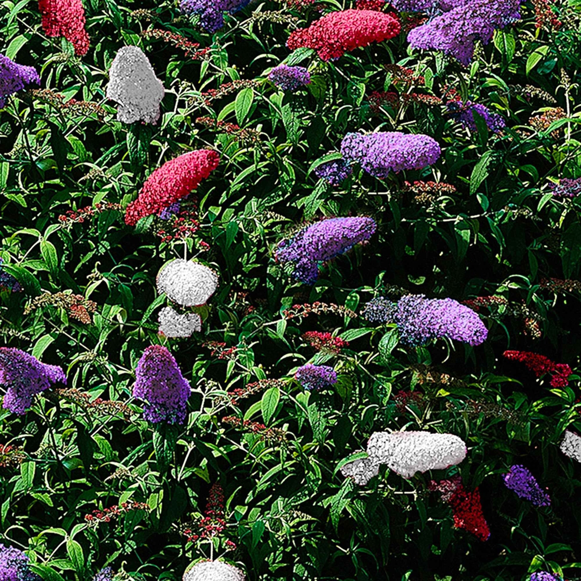 Arbre à papillons 'Tricolor' - Buddleja davidii empire blue, pinkdelight, white - Bakker
