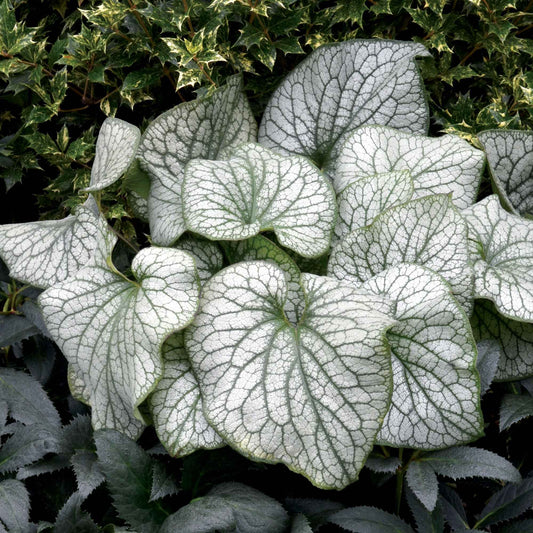 Myosotis du Caucase 'Alexander's Great' - Bakker