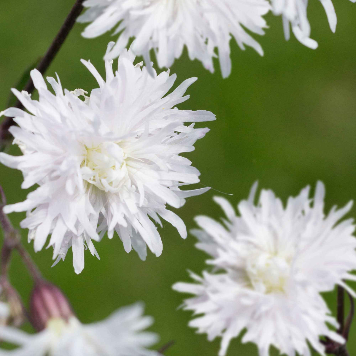 Silène fleur de coucou 'Petit Henri' - Bakker