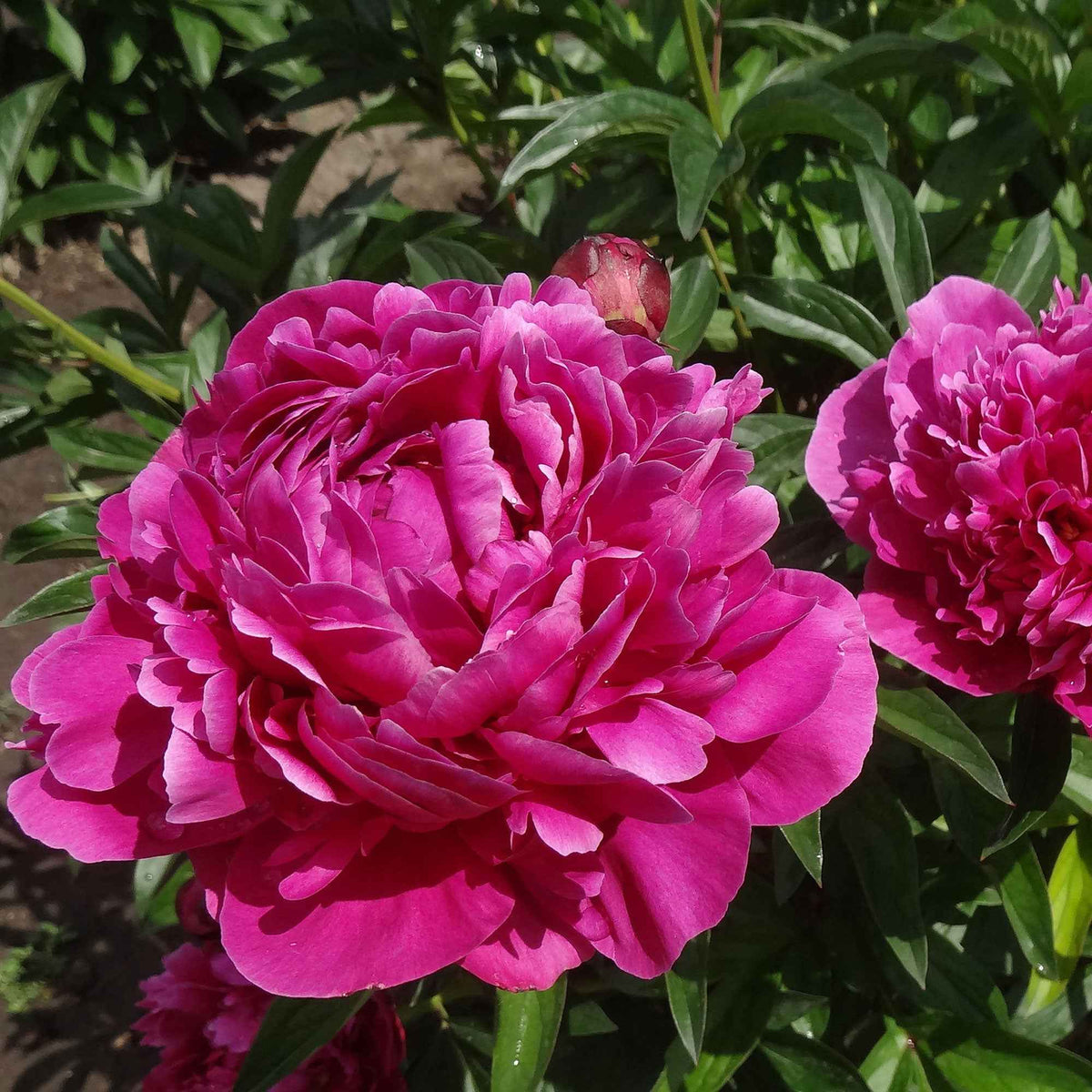 Pivoines - Trio de Pivoines rose et rouge - Paeonia lactiflora Sarah Bernhardt, Sorbet, Karl Rosenfield