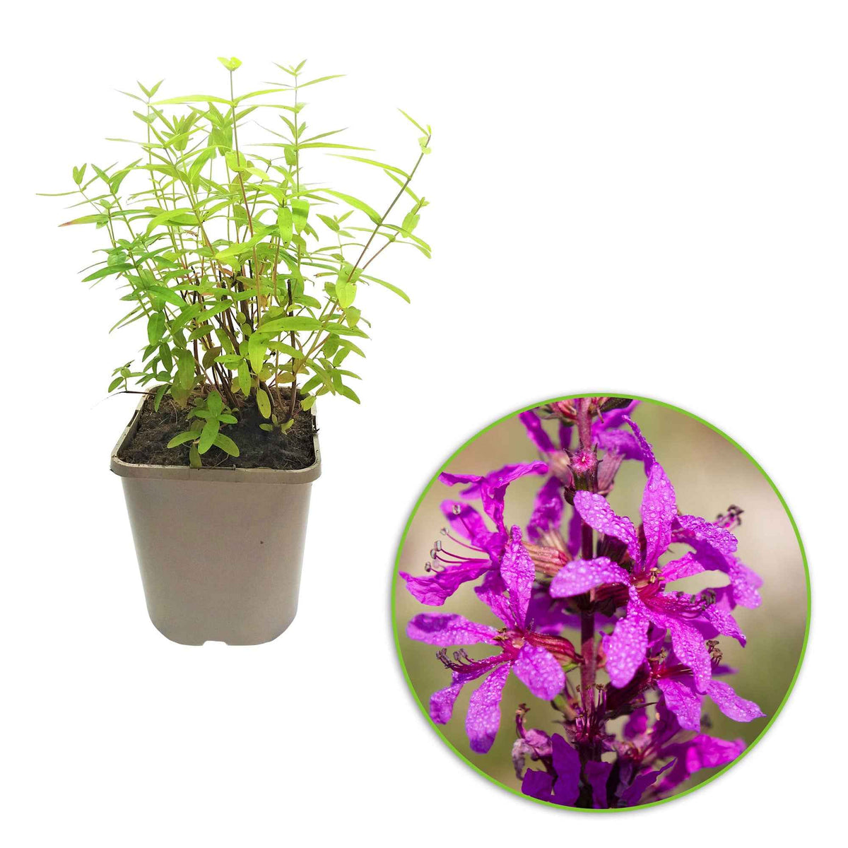 Lythrum salicaria ssp intermedium - Salicaire - Plantes vivaces