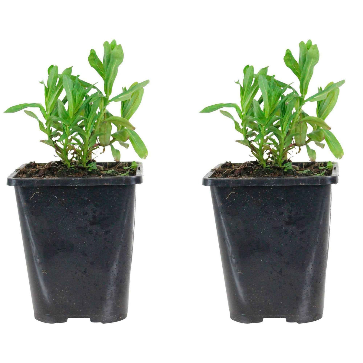 Plantes vivaces - Salicaire - Lythrum salicaria ssp intermedium