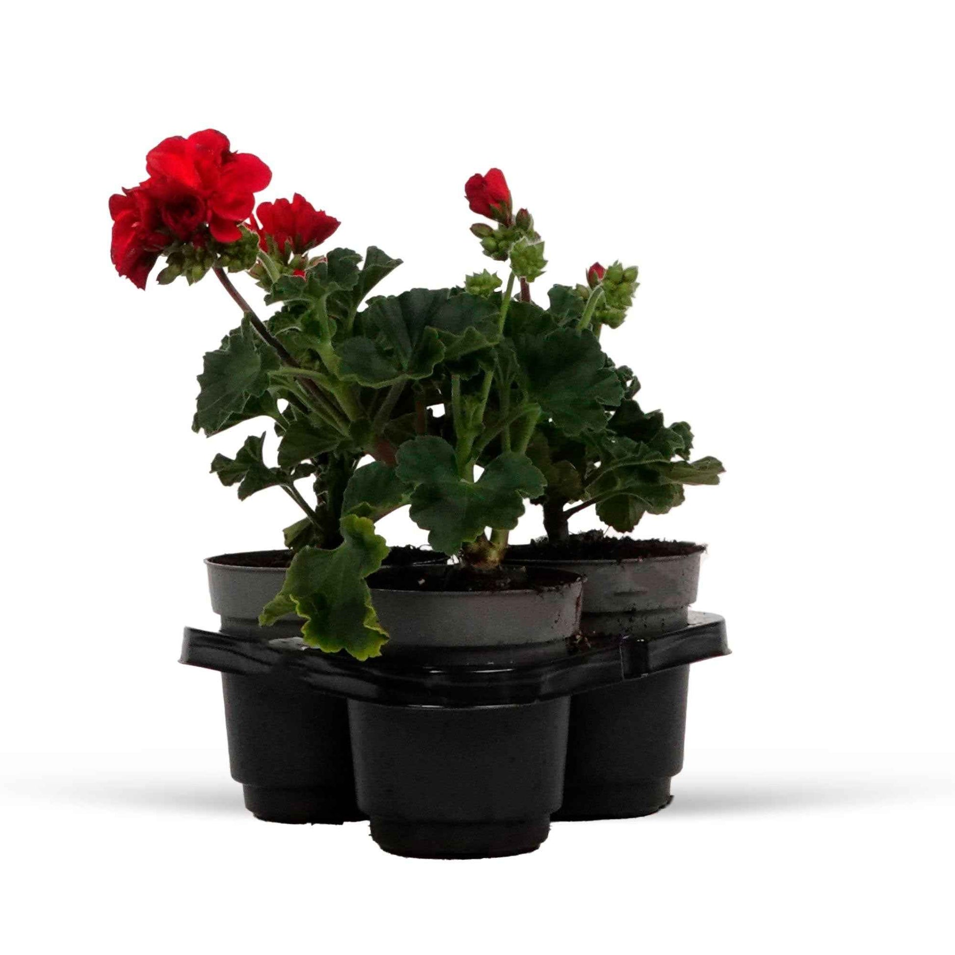 3x Géranium Pelargonium Red rouge - 3x hauteur de livraison 15-25 cm, pot de Diamètre 10,5 cm - Caractéristiques des plantes - undefined