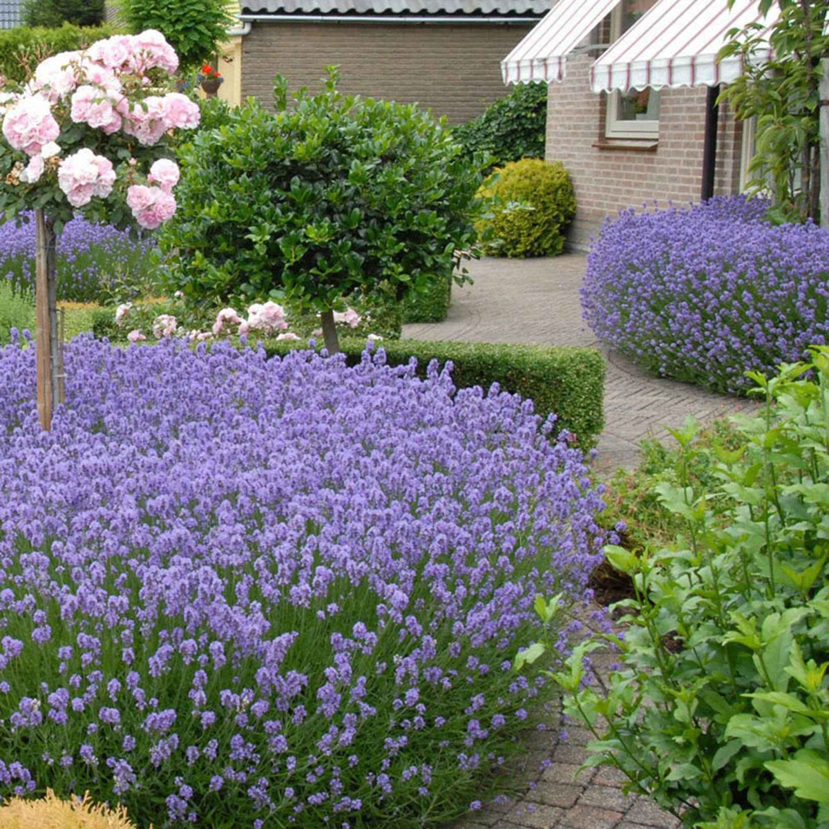Lavande vraie 'Hidcote' - Bakker