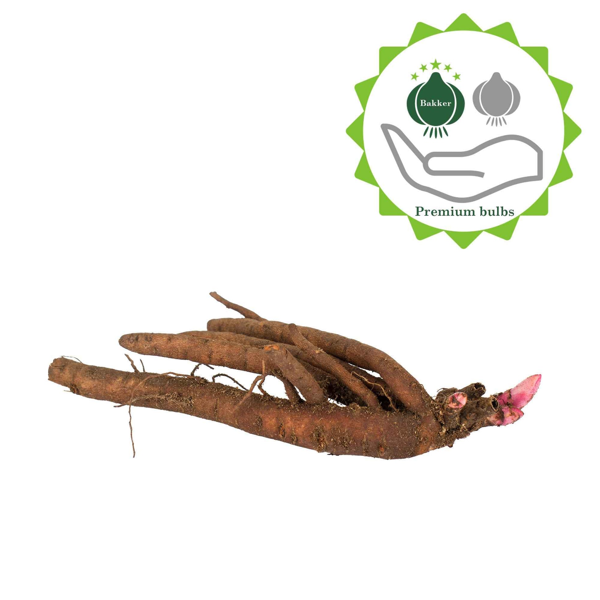 Vente Pivoine 'Fantastic' - Pivoines