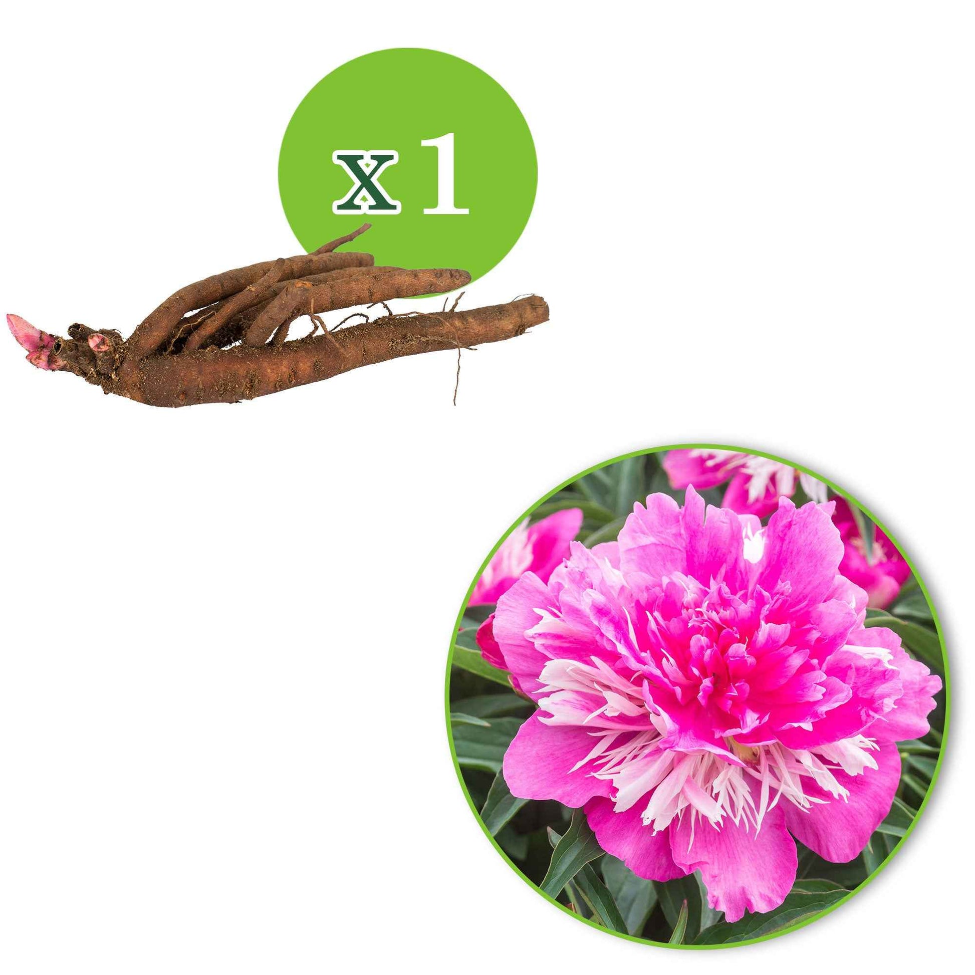 Vente Pivoines - Pivoine 'Fantastic'