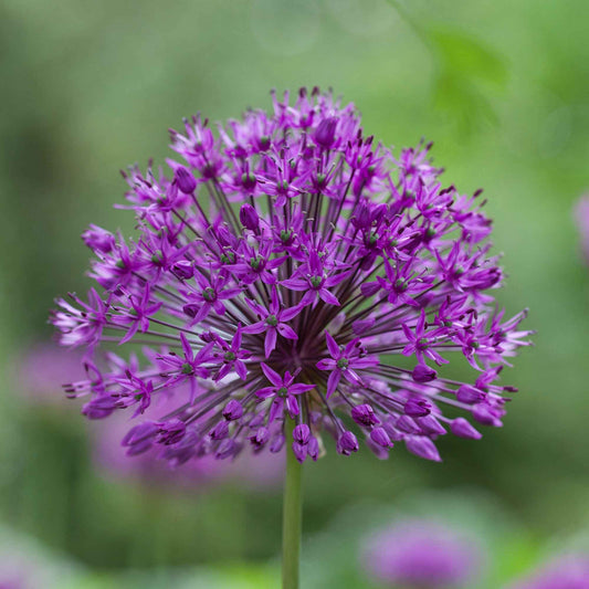10 Alliums Purple sensation - Bakker