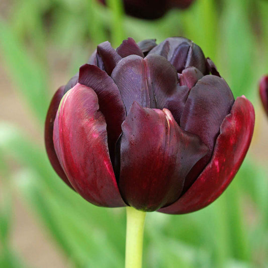 10 Tulipes à fleurs de pivoine Black Hero - Bakker