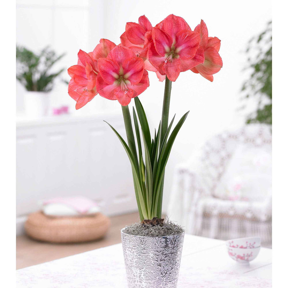 Amaryllis barbados , exposure - Collection d'Amaryllis géantes - Bulbes d'Amaryllis