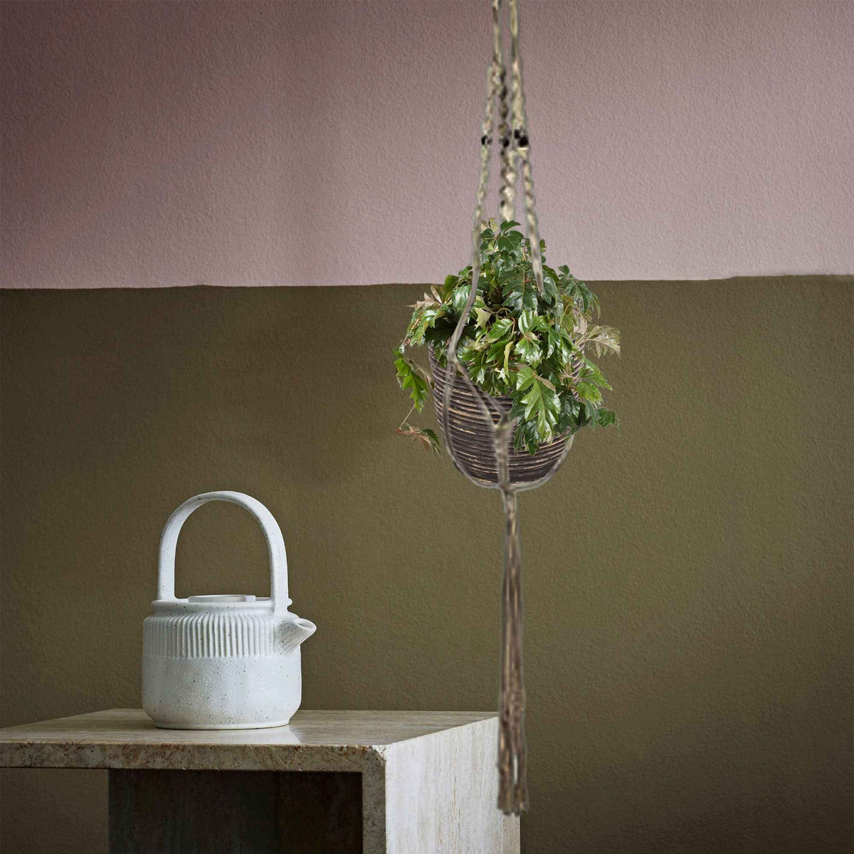 Woningerd Cissus 'Ellen Danica' avec pot suspendu en plastique - Plante suspendue - Bakker