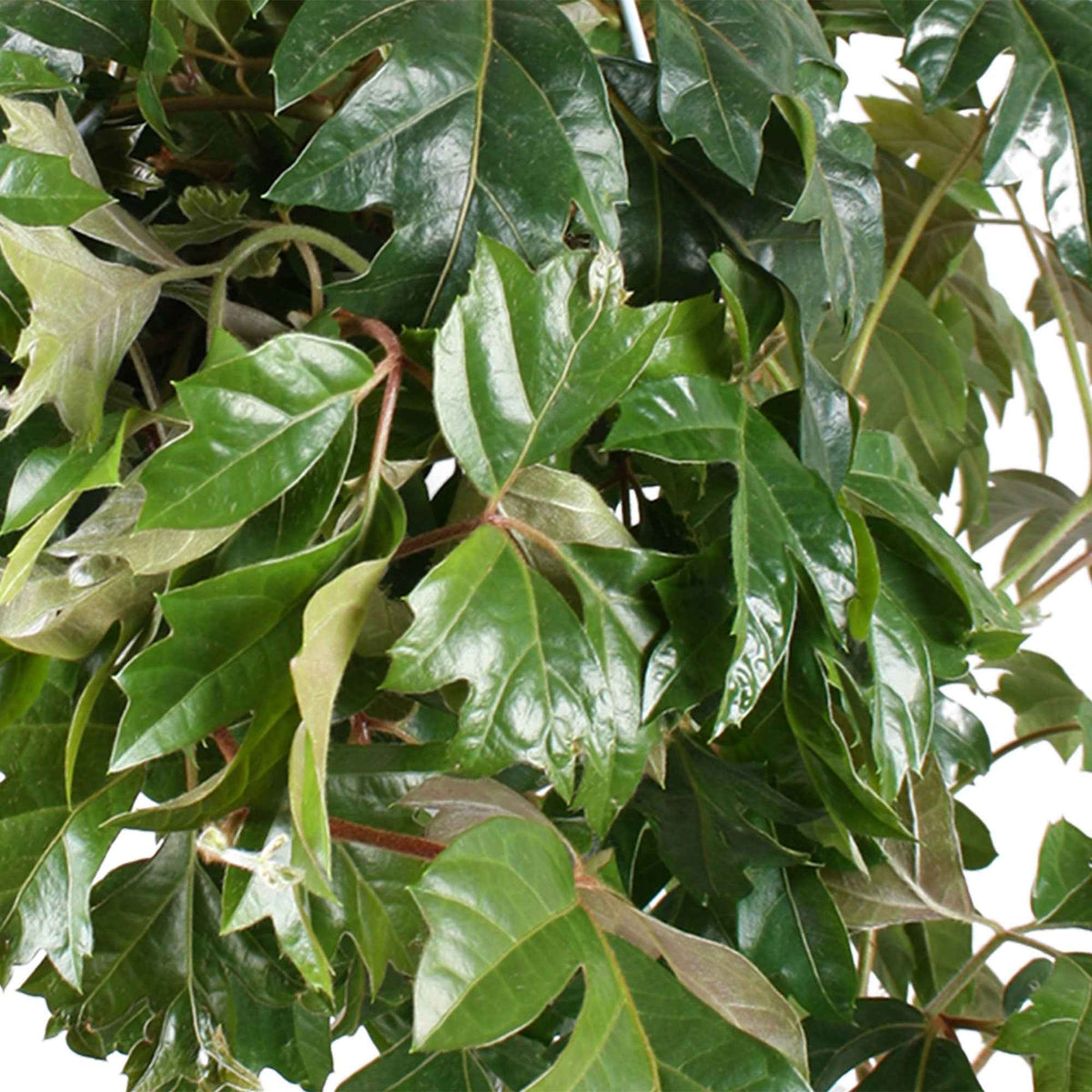 Cissus ellen danica - Woningerd Cissus 'Ellen Danica' avec pot suspendu en plastique - Plante suspendue - Plantes vertes d'intérieur