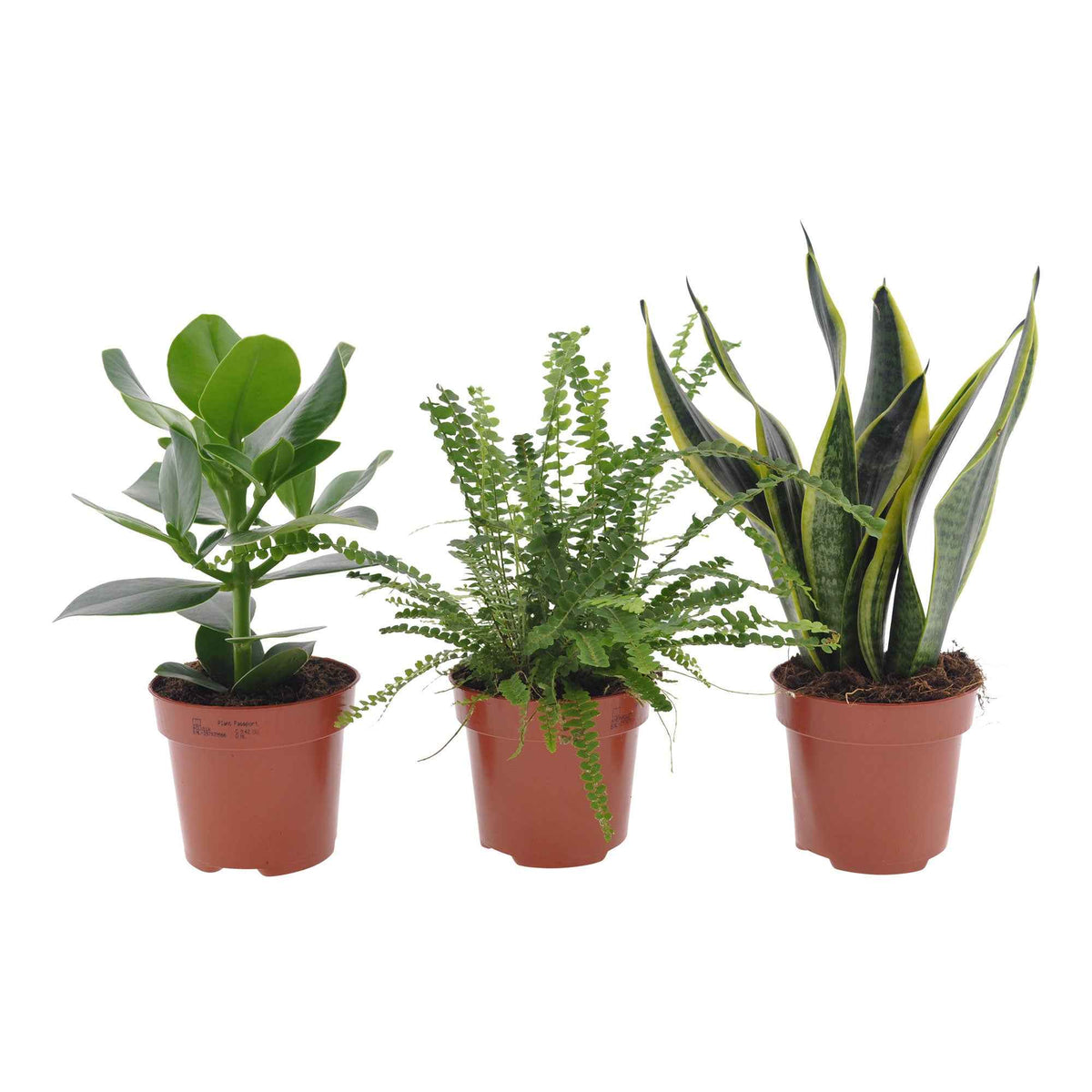Collection de 3 plantes vertes pour petit espace - Clusia rosea princess, nephrolepis duffi, sansevieria - Bakker