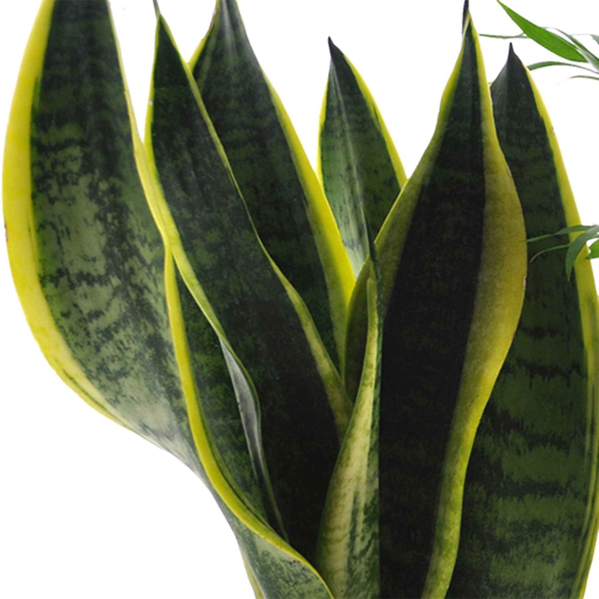 clusia, chamaedorea, ctenanthe burle marxii, sansevieria - Collection de 4 plantes d'intérieur faciles - Ensembles de plantes d'intérieur