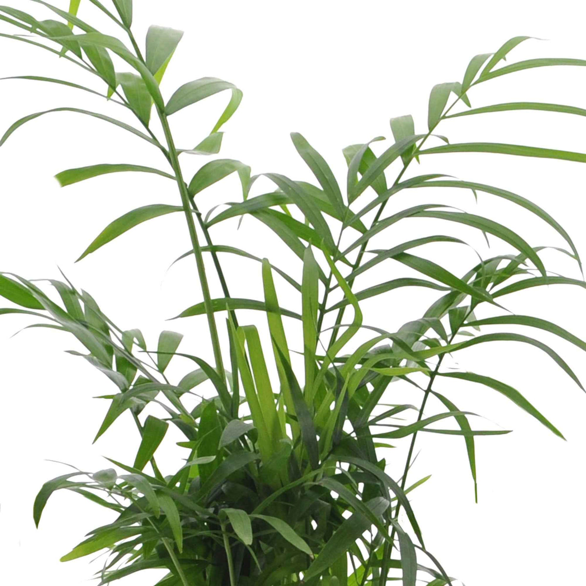 Compositions de plantes d'intérieur - Collection de 4 plantes d'intérieur vertes - strelitzia, chamaedorea, asplenium crispy wave, sansevieria