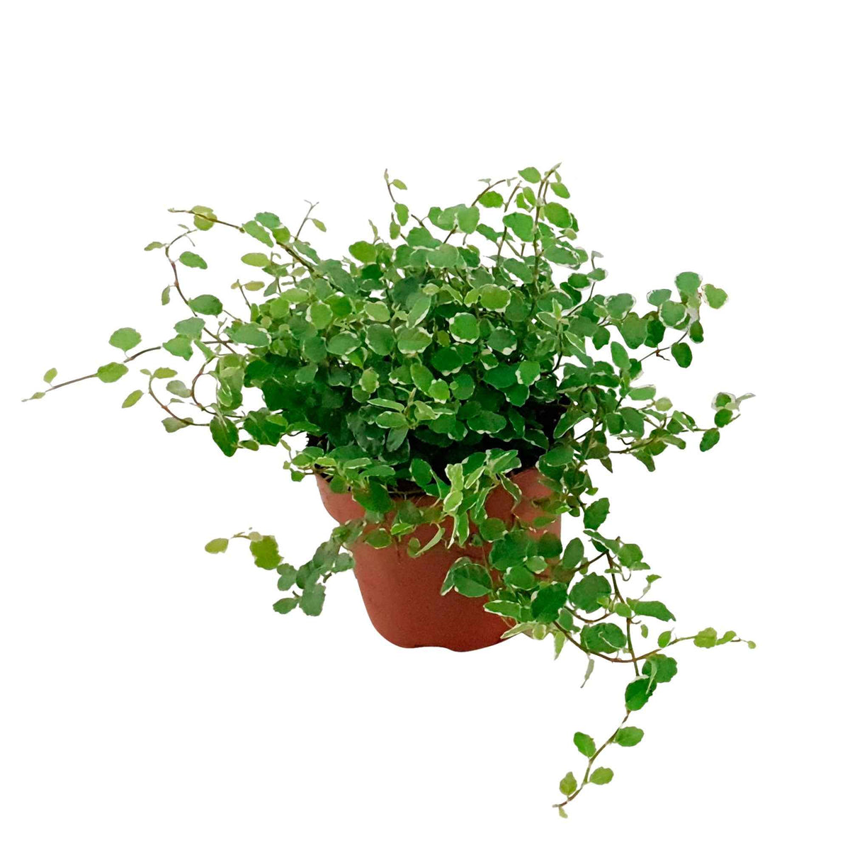 Plantes vertes d'intérieur - Figuier rampant Ficus pumila 'White Sunny' - Ficus pumila white sunny