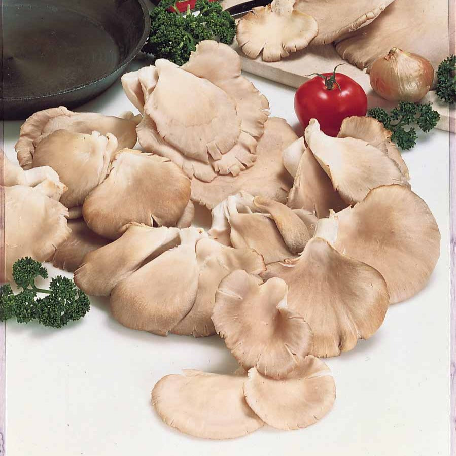 Pleurote. Un champignon facile à cuisiner