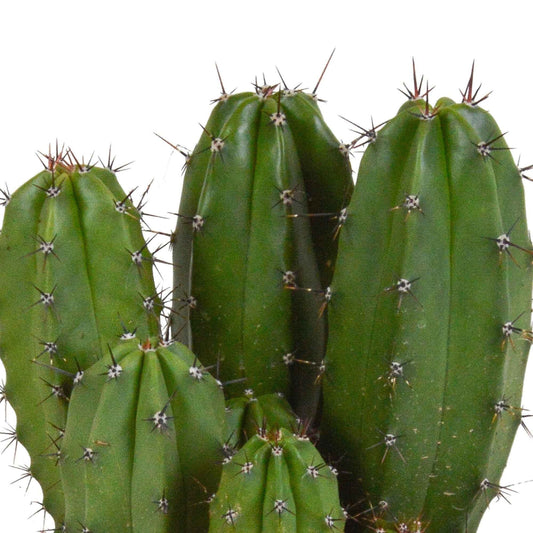 Polaskia Chichipe - Bakker