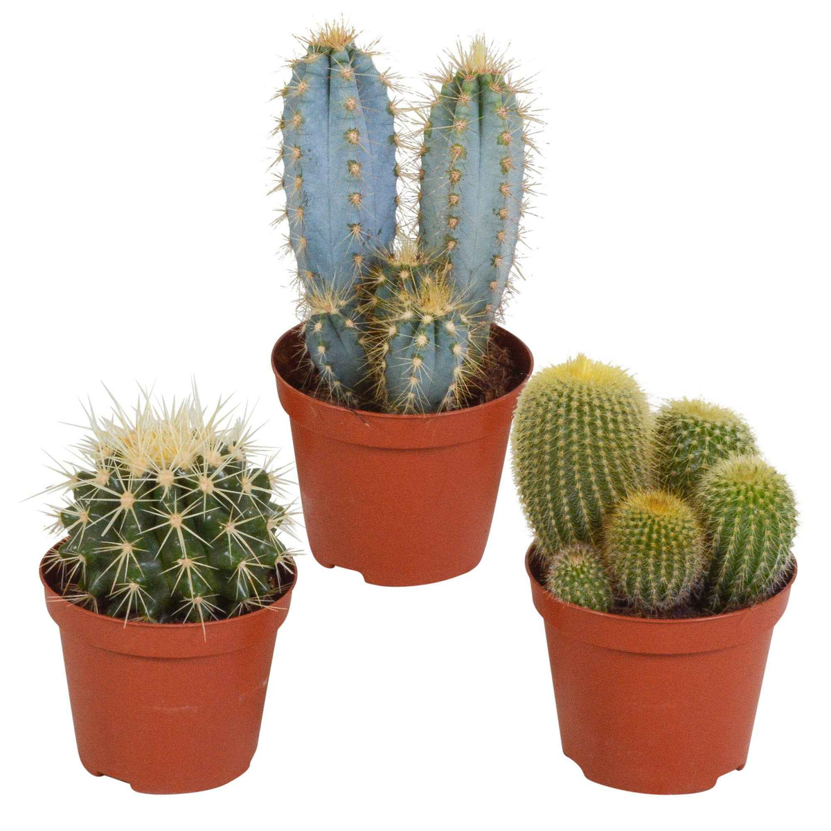 Mélange de 3 cactus - eriocactus, pilosocereus, echinocactus - Bakker