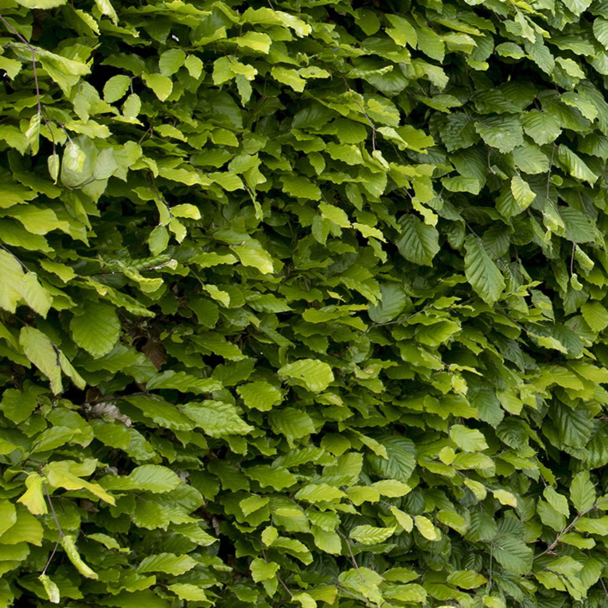 Hêtre - Hêtre commun - Fagus sylvatica
