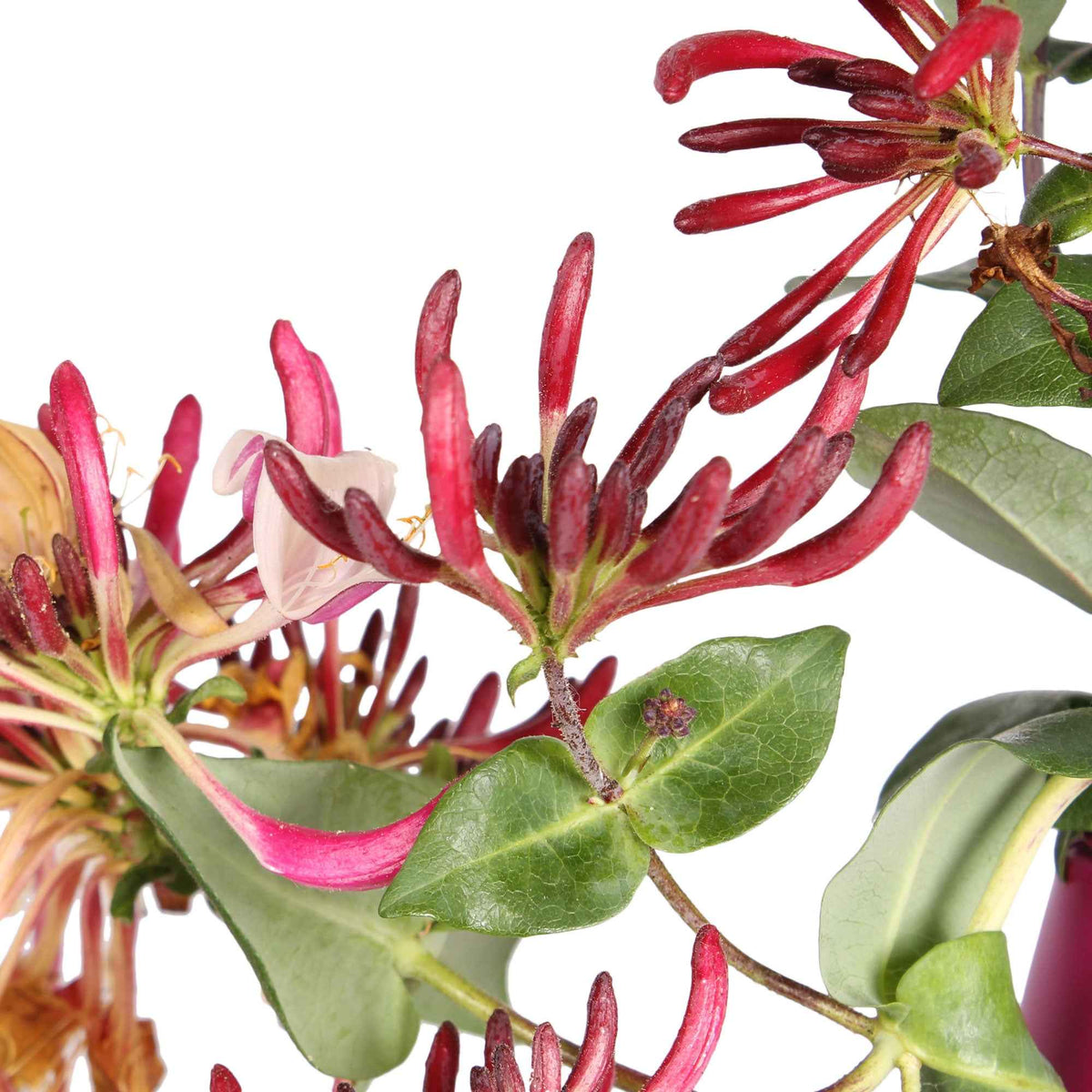Lonicera henryi Copper Beauty - Chèvrefeuille de Henry 'Copper Beauty' - Chèvrefeuille grimpant