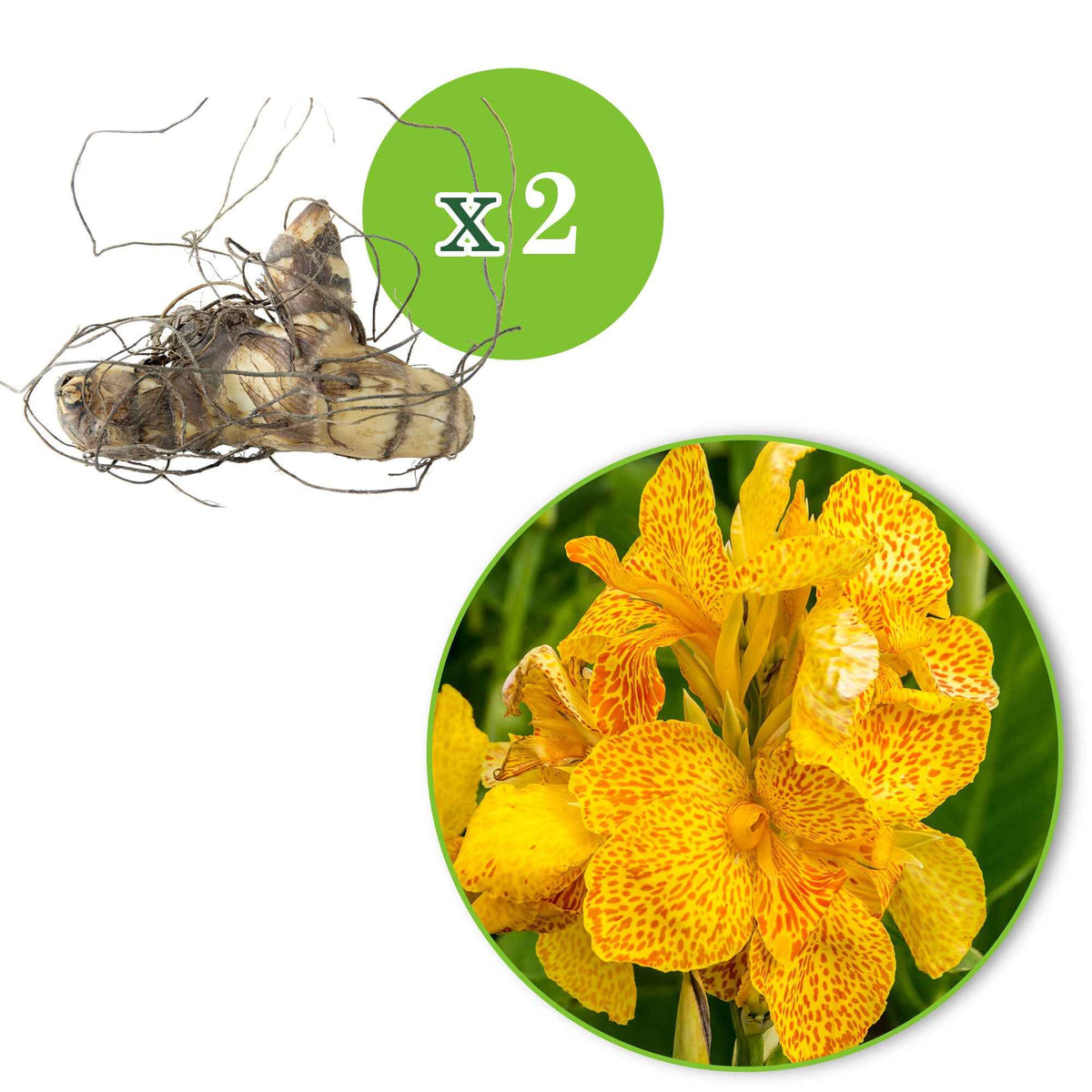 Canna 'tropical yellow' - 2 Canna Tropical Yellow - Canna
