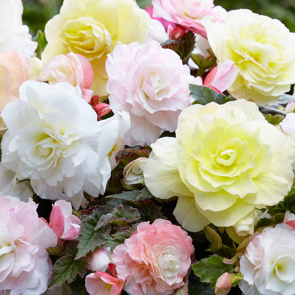 4 bégonias pastel crème et rose - Begonia Wummi creme, Wummi Apple Bloom - Bakker