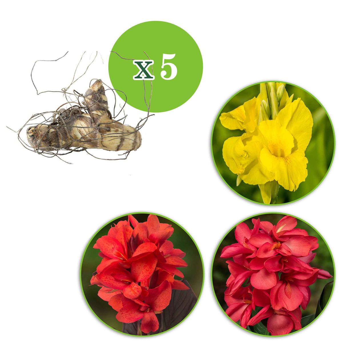 5 Cannas en mélange - Canna 'richard wallace','red dazzler','city of portland' - Bakker