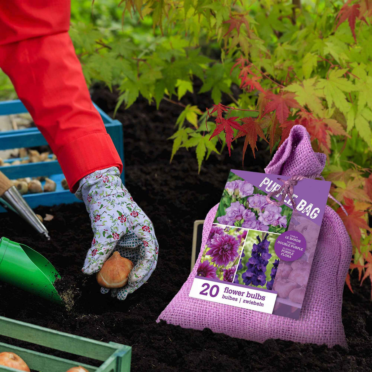 20 Bulbes de fleurs The Purple Bag en mélange - Dahlia, gladiolus, freesia - Bakker