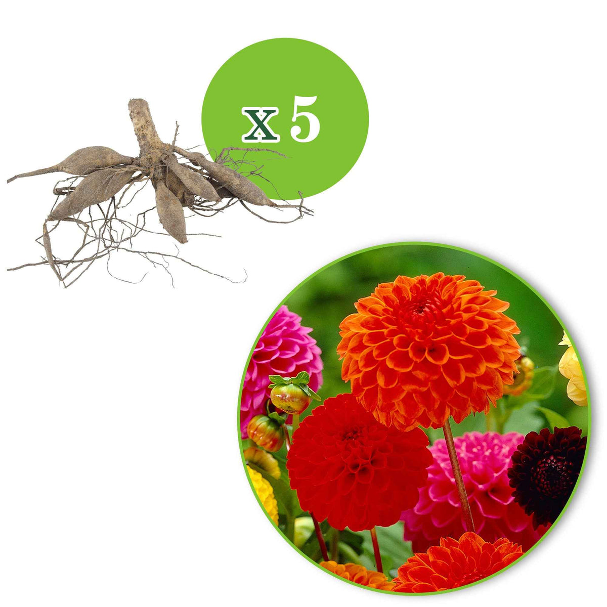 5 Dahlias pompon en mélange Ball Bio - Dahlia 'ball' - Bakker