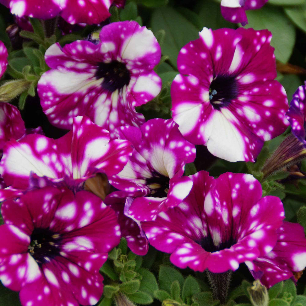 3 Pétunias Royal Sky - Petunia royal sky - Bakker