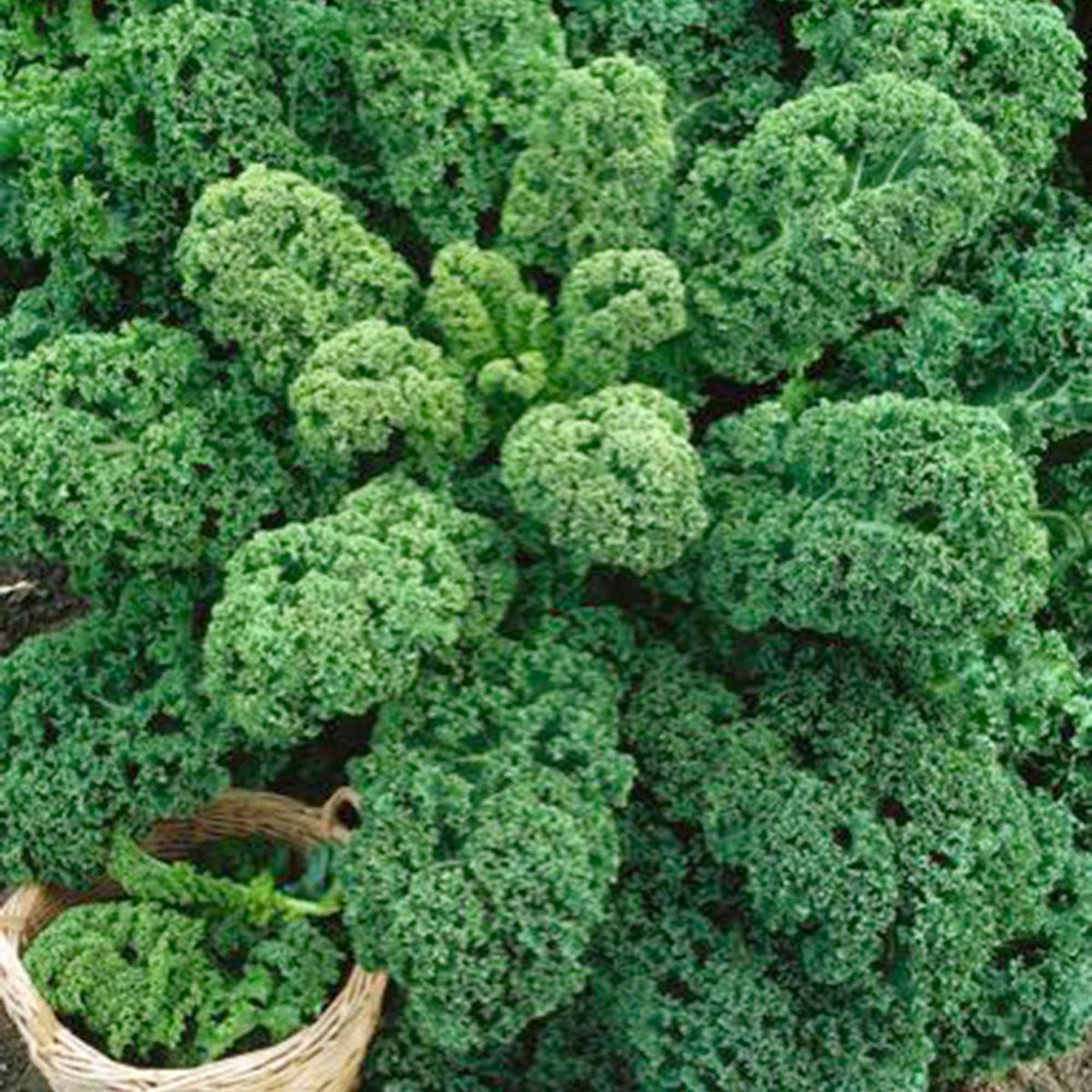 Brassica oleracea sabauda Westlandse Herfst Kale - Chou Frisé d'Automne tardif 'Westlandse Herfst late' - Graines de choux