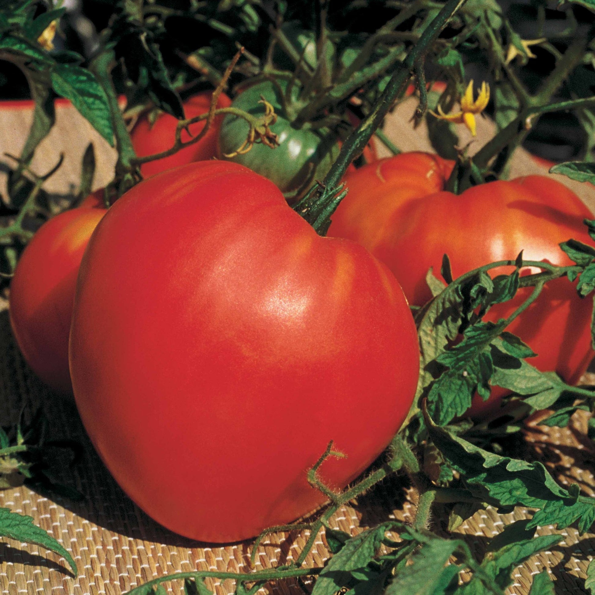 Plant Tomate Coeur de Boeuf - Solanum lycopersicum coeur de boeuf - Bakker