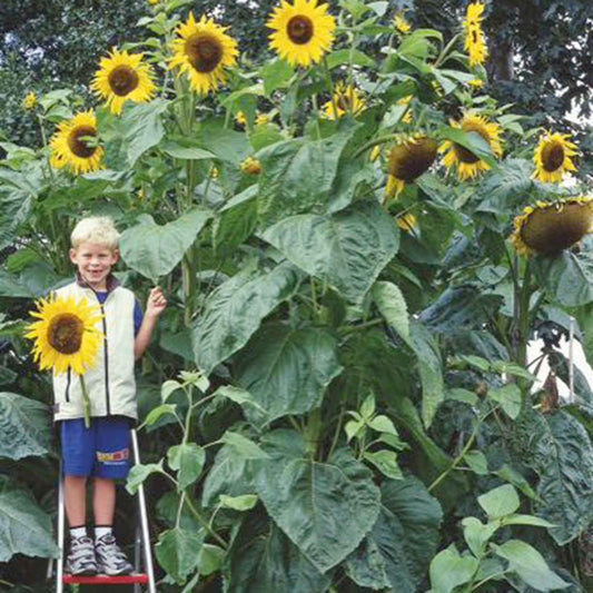 Tournesol Helianthus 'King Kong' jaune 5 m² - Semences de fleurs - Caractéristiques des plantes