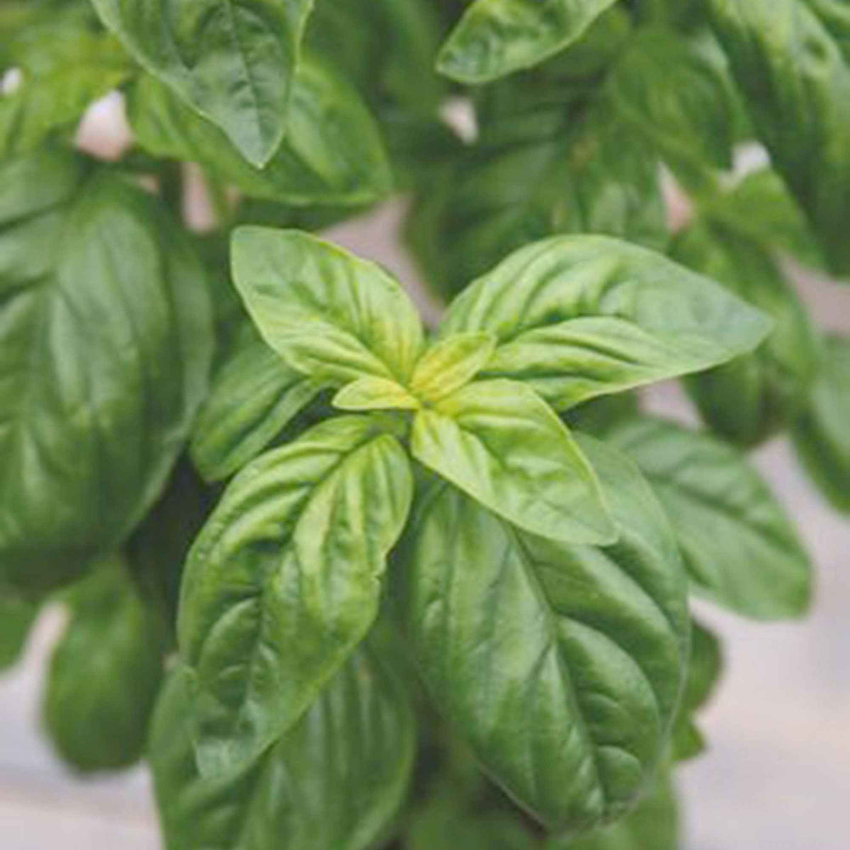 Vente Basilic amélioration de Genovese Bio - Ocimum basilicum genovese