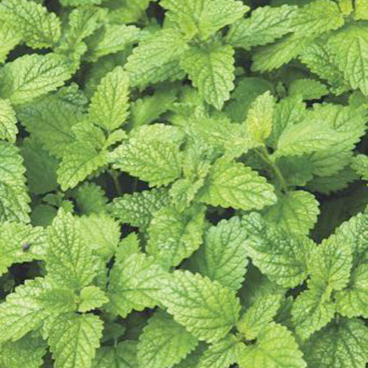 Graines d'aromatiques - Mélisse citronnelle bio - Melissa officinalis citrina