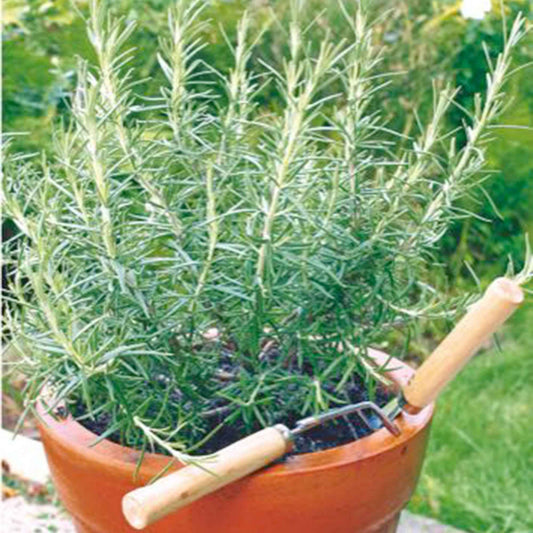 Romarin officinal - Bakker