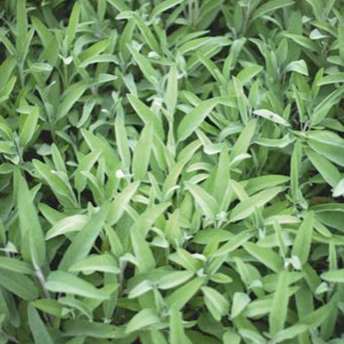 Salvia officinalis Fanni - Sauge officinale 'Fanni' bio - Sauges