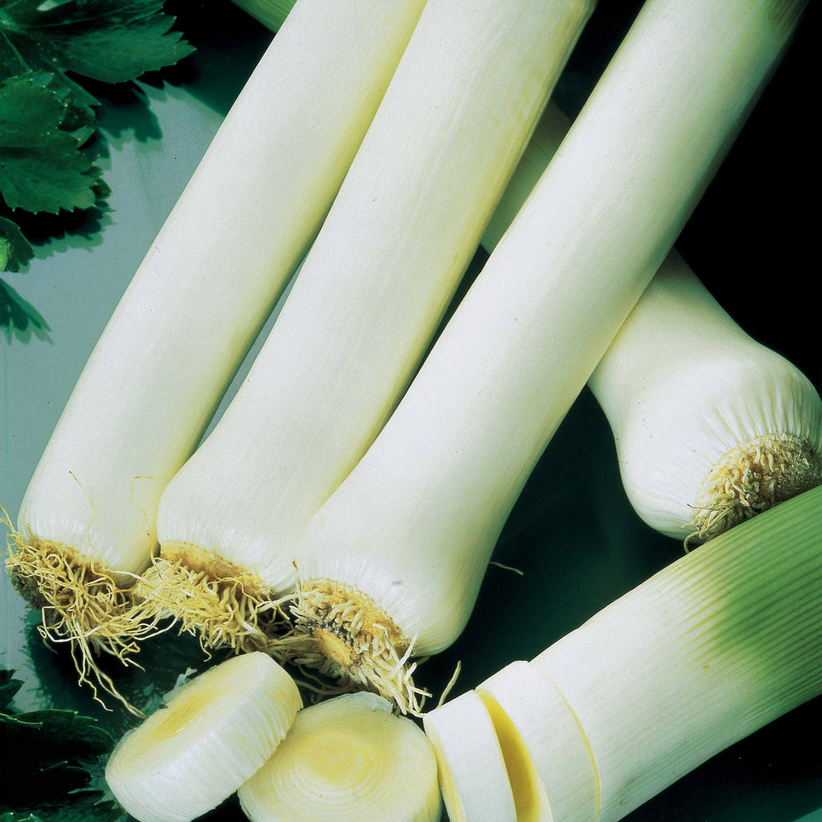 Graines de Fruits et Légumes - Poireau 'De Carentan 2' - Allium porrum monstrueux de carentan 2 (30 g)