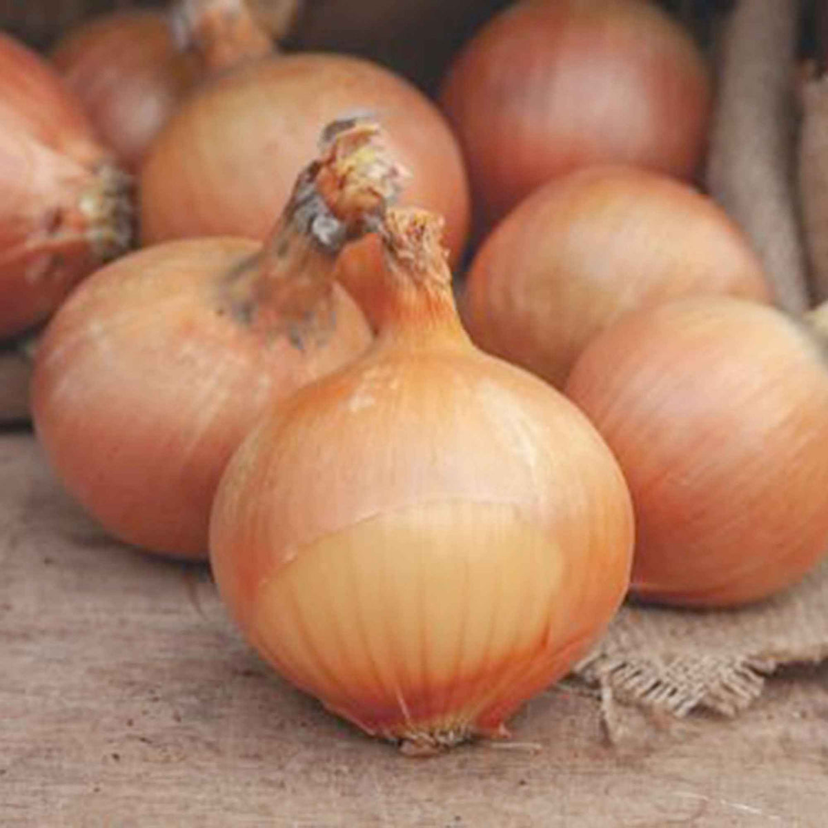 Oignon jaune 'Rijnsburger 5' - Bakker