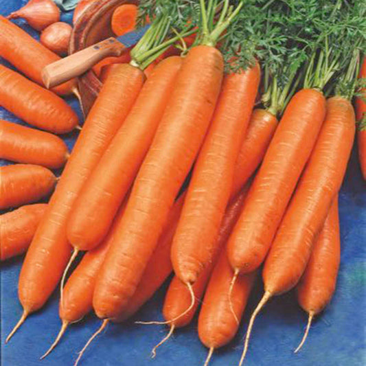 Carotte longue d'automne et d'hiver Berlikumer 2 Bio - Bakker